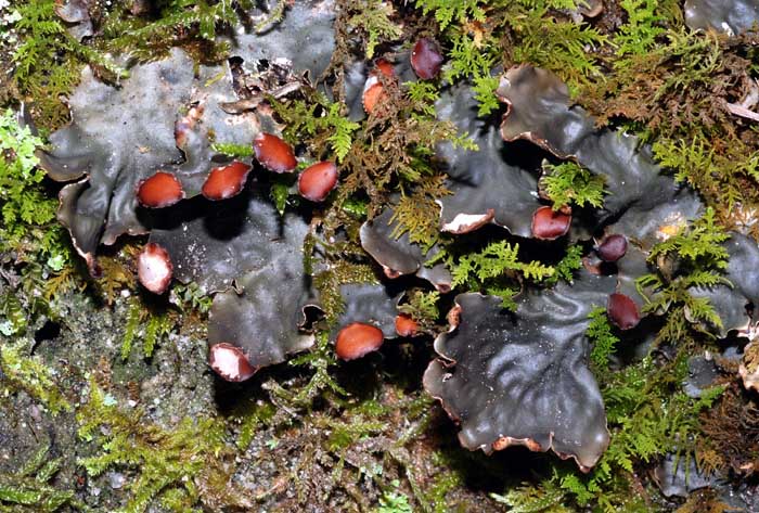 Licheni dal Modenese